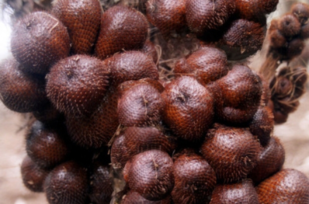 Salak Pondoh Segar